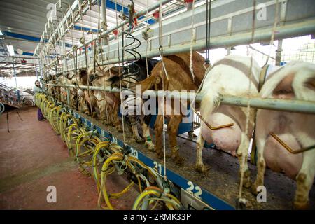 Un troupeau de chèvres est traire à la machine à traire automatique dans une ferme laitière en Israël Banque D'Images
