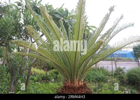 La plante de palmier sagou à la ferme pour la récolte sont des cultures commerciales Banque D'Images