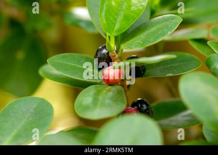 Fruit coloré de Ficus microcarpa, avec des feuilles vertes, foyer peu profond. Banque D'Images