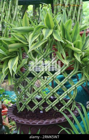 Lucky Bamboo Braided Tower plante à la ferme pour la récolte sont des cultures commerciales Banque D'Images