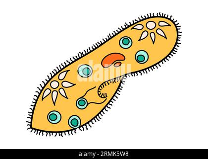 Paramecium caudatum proteus science icône avec noyau, vacuole, contractile. Laboratoire d'enseignement de la biologie dessin animé organisme protozoaire. Vif et lumineux Illustration de Vecteur