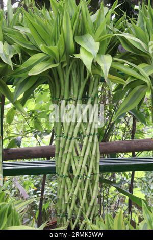 Lucky Bamboo Braided Tower plante à la ferme pour la récolte sont des cultures commerciales Banque D'Images