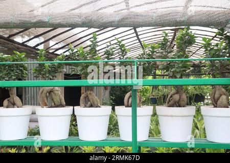 Ficus microcarpa arbre sur pot dans la ferme, il peut racine, écorce, et latex de feuille sont utilisés pour traiter les blessures, les maux de tête, les maladies du foie, les maux de dents, et les ulcères. AE Banque D'Images