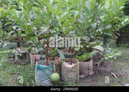 L'arbre de goyave greffé sur le pot dans la ferme pour la récolte sont des cultures commerciales Banque D'Images