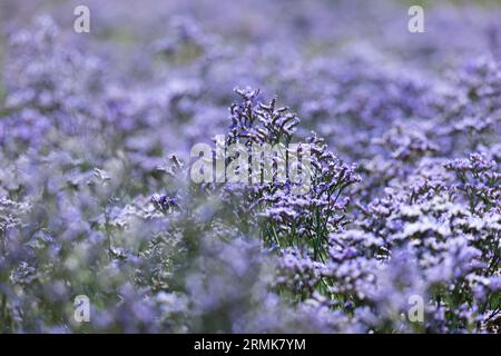 Le lilas de plage (Limonium vulgare), aussi appelé lavande de mer ou réfutation, de la famille des pruneaux (Plumbaginaceae) fleurit pourpre dans un marais salé Banque D'Images