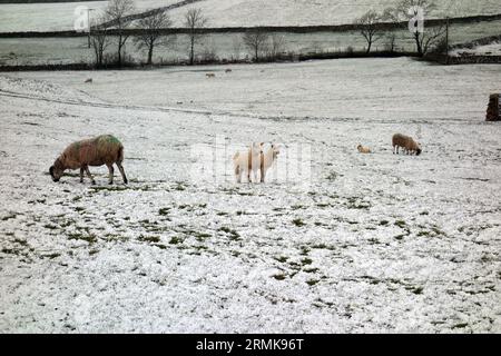 Moutons (brebis) et agneaux dans un champ couvert de neige près d'Austwick dans le parc national des Yorkshire Dales, Angleterre, Royaume-Uni. Banque D'Images