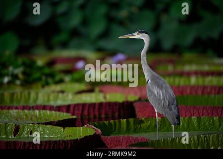 Héron gris (Ardea cinerea), nénuphas géant (Nymphaea gigantea), dans un étang, Baden-Wuerttemberg, Allemagne Banque D'Images