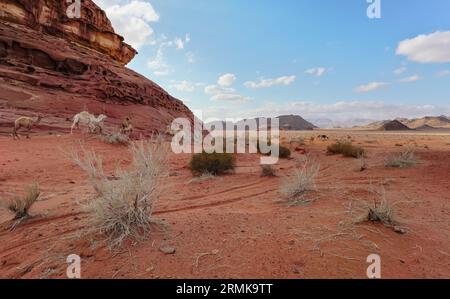 Groupe de chameaux paître sur de petits arbustes dans le sable rouge orange du désert de Wadi Rum, hauts montagnes rocheuses arrière-plan Banque D'Images