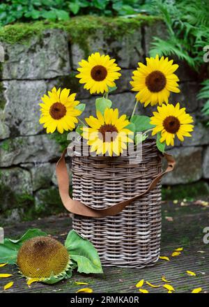 Arrangement floral avec des tournesols jaunes dans un panier en osier rustique es une décoration de jardin. Concept floristique ou jardinage. Mise au point sélective. Banque D'Images