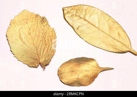 feuilles d'or sur fond blanc. Banque D'Images