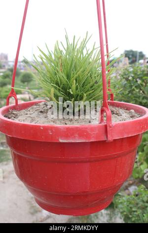 Psilotum nudum sa famille de fougères sur pot suspendu dans la ferme pour vendre sont des cultures commerciales Banque D'Images