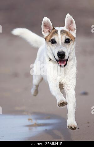 Parson Russell Terrier court sur la plage Banque D'Images