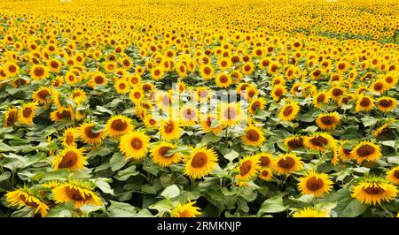 Photo de drone, tournesols (Helianthus annuus) dans un champ de tournesol près de Bad Birnbach, Niederbayerische Baederdreieck, quartier Rottal Inn, Bas Banque D'Images