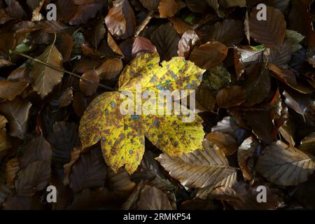 Feuille d'érable jaune simple reposant sur de vieilles feuilles de hêtre, sol forestier, haute-Bavière, Bavière, Allemagne Banque D'Images