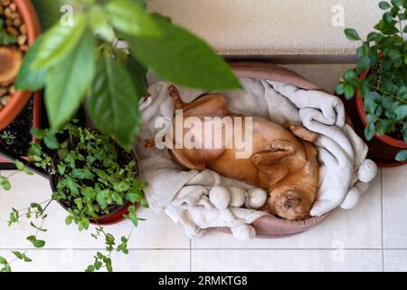 Charmant petit chien jouet terrier couché sur le dos et dormant. Banque D'Images