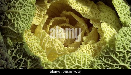 Chou vert nain, Brassica oleracea, légumes contre fond blanc Banque D'Images