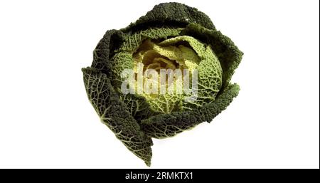 Chou vert nain, Brassica oleracea, légumes contre fond blanc Banque D'Images