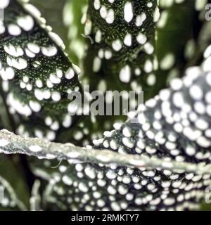 Résumé gros plan d'une feuille d'une succulente Haworthiopsis reinwardtii, anciennement Haworthia reinwardtii, est une espèce de plante à fleurs succulente dans le Banque D'Images