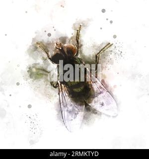 Image améliorée numériquement d'une mouche domestique (Musca domestica) gros plan. La tête (à gauche) est dominée par une paire de grands yeux composés (marron), chacun e Banque D'Images