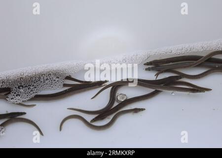 Hamm, Allemagne. 29 août 2023. Les petites anguilles à lâcher dans la rivière Lippe flottent dans un conteneur. L'association de pêche de l'État a lâché des seaux d'anguilles dans la rivière Lippe. Un peu moins de 55 000 animaux se trouvaient à différents endroits le long de la rivière mardi, a indiqué l’association. Cette action s'inscrit dans le cadre des efforts européens visant à accroître à nouveau la répartition des anguilles dans les rivières. (À dpa 'presque 55 000 nouvelles anguilles dans la Lippe') crédit : Alex Talash/dpa/Alamy Live News Banque D'Images