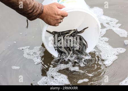 Hamm, Allemagne. 29 août 2023. Un homme verse des anguilles d'un seau dans la Lippe. L'association de pêche de l'État a lâché des seaux d'anguilles dans la rivière Lippe. Près de 55 000 animaux ont été relâchés mardi à divers endroits le long de la rivière, a indiqué l’association. Cette action s'inscrit dans le cadre des efforts européens visant à accroître à nouveau la répartition des anguilles dans les rivières. (À dpa 'presque 55 000 nouvelles anguilles dans la Lippe') crédit : Alex Talash/dpa/Alamy Live News Banque D'Images