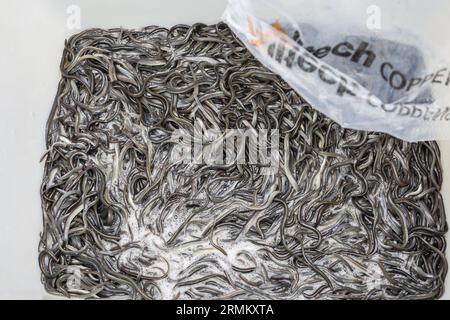 Hamm, Allemagne. 29 août 2023. Des centaines d'anguilles à lâcher dans la rivière Lippe reposent dans un conteneur. L'association de pêche de l'État a lâché des seaux d'anguilles dans la rivière Lippe. Près de 55 000 animaux étaient à différents endroits le long de la rivière mardi, a indiqué l’association. Cette action s'inscrit dans le cadre des efforts européens visant à accroître à nouveau la répartition des anguilles dans les rivières. (À dpa 'presque 55 000 nouvelles anguilles dans la Lippe') crédit : Alex Talash/dpa/Alamy Live News Banque D'Images