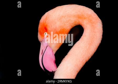Portrait d'un flamant rose. Oiseau avec plumage rose gros plan. Phoenicopteridae. Banque D'Images