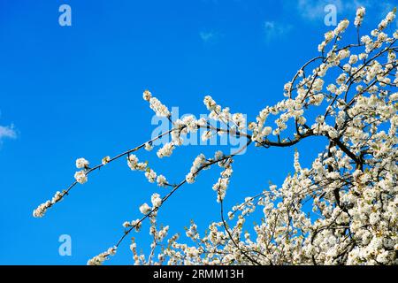 Cerisier en fleurs. Fleurs blanches contre un ciel bleu. Banque D'Images