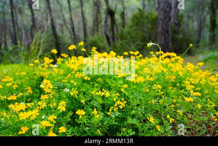 Fleurs jaunes de la vetch de la couronne. Gros plan de plantes à fleurs. Coronilla. Banque D'Images