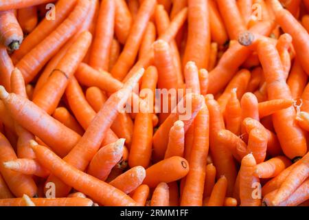 Beaucoup de carottes dans un tas. Légumes de couleur orange comme arrière-plan. Banque D'Images