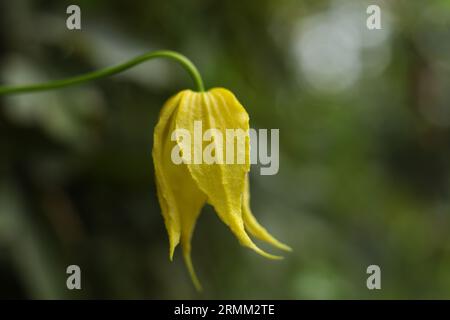 Un gros plan de Clematis orientalis fleurit avec un fond de bokeh Banque D'Images