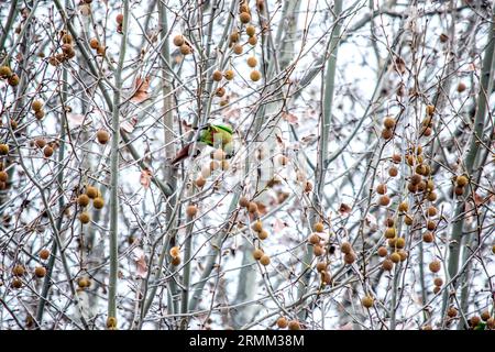 Perche perchée sur les branches d'un Platanus × hispanica Banque D'Images