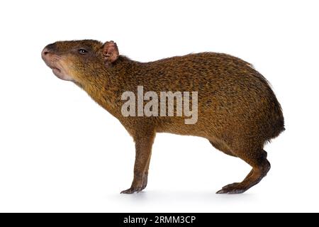 Agouti aka Dasyprocta debout côtés. Regarder devant et loin de la caméra. Nez vers le haut sentir. Isolé sur fond blanc. Banque D'Images