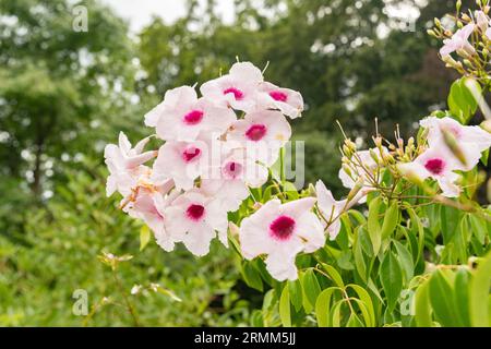 Zurich, Suisse, le 9 août 2023 Pandorea jasminoides ou botte de plantes de beauté au jardin botanique Banque D'Images