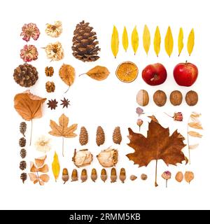 Fleurs, noix, pommes de pin sur fond blanc. Automne, concept de Thanksgiving Day. Pose à plat, vue de dessus Banque D'Images