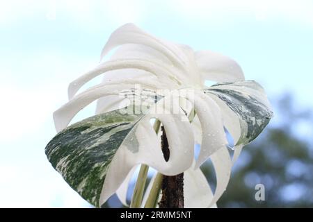 Plante verte d'intérieur Monstera albo variegata Banque D'Images