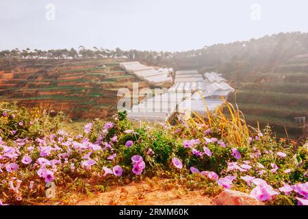 Paysage de Da Lat, vallées construites avec des serres utilisées pour faire pousser des fleurs partout dans la ville de Da Lat, serres immergées dans la brume Banque D'Images