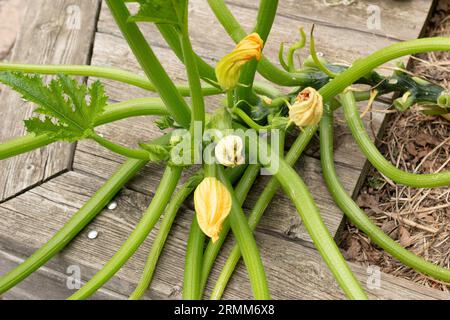 Zurich, Suisse, 9 août 2023 Cucurbita Pepo ou citrouille au jardin botanique Banque D'Images