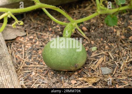 Zurich, Suisse, 9 août 2023 Cucurbita Maxima plante au jardin botanique Banque D'Images