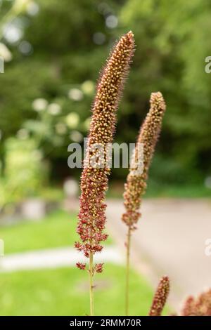 Zurich, Suisse, 9 août 2023 Setaria Italica ou plante de millet de queue de boeuf au jardin botanique Banque D'Images