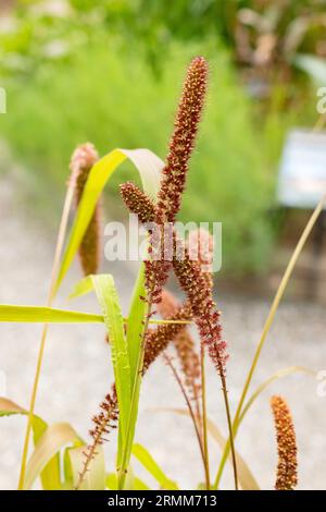 Zurich, Suisse, 9 août 2023 Setaria Italica ou plante de millet de queue de boeuf au jardin botanique Banque D'Images