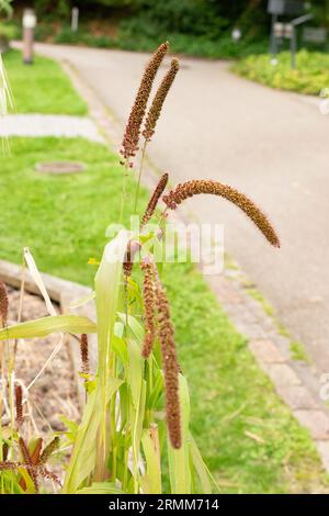 Zurich, Suisse, 9 août 2023 Setaria Italica ou plante de millet de queue de boeuf au jardin botanique Banque D'Images