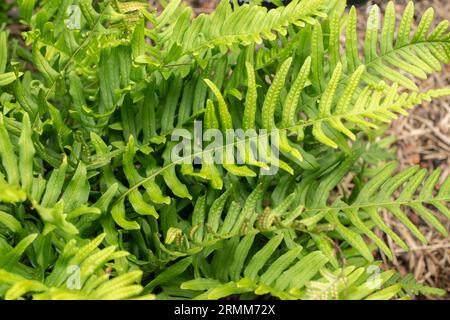 Zurich, Suisse, 9 août 2023 Polypodium vulgare ou polypodie commune au jardin botanique Banque D'Images