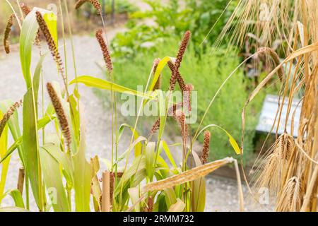 Zurich, Suisse, 9 août 2023 Setaria Italica ou plante de millet de queue de boeuf au jardin botanique Banque D'Images