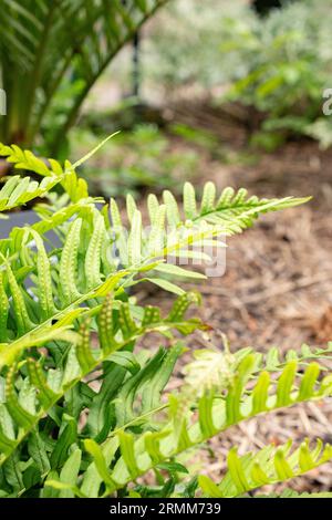 Zurich, Suisse, 9 août 2023 Polypodium vulgare ou polypodie commune au jardin botanique Banque D'Images