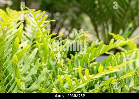 Zurich, Suisse, 9 août 2023 Polypodium vulgare ou polypodie commune au jardin botanique Banque D'Images