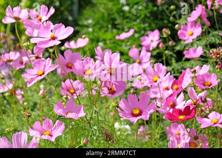 Pink Cosmos bipinnatus, communément appelé cosmos de jardin ou aster mexicain, en fleur. Banque D'Images