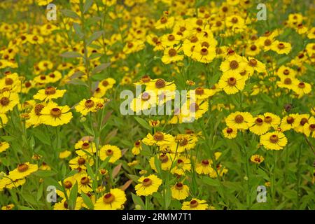 Hernie jaune Helenium 'Riverton Beauty' en fleur. Banque D'Images