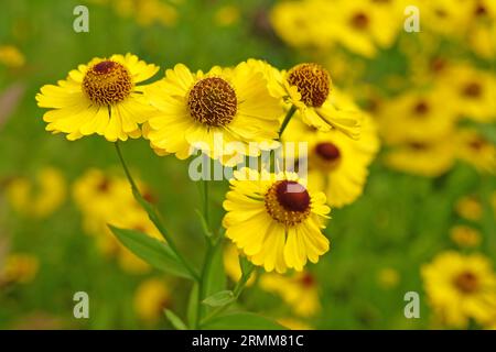 Hernie jaune Helenium 'Riverton Beauty' en fleur. Banque D'Images