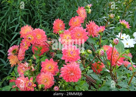 Dahlia décorative rose et jaune 'Kilburn Rose' en fleur. Banque D'Images